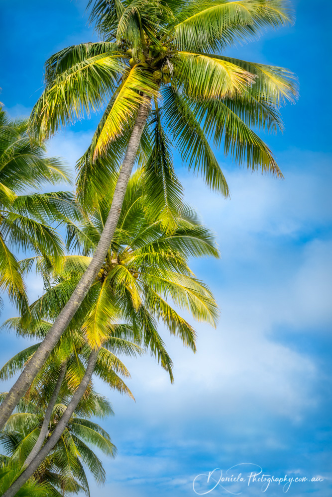 Coconut palm trees at Kuto Bay
